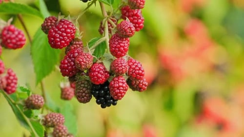 Blackberries. Green unripe and black ripe blackberries grow on a bush on a summer day outdoors