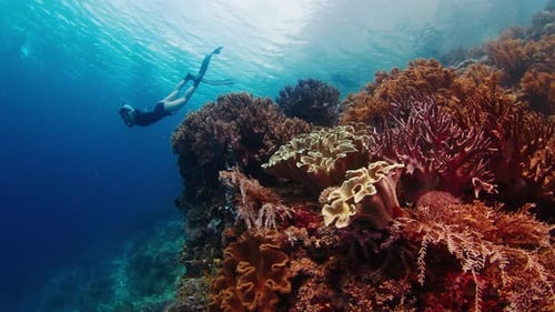 Woman Freediver Swims in the Sea Near the Healthy Coral Reef