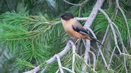 Closeup of Rufous sibia on a perch in Forest