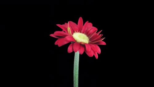 Time lapse of opening red gerbera flower with ALPHA channel