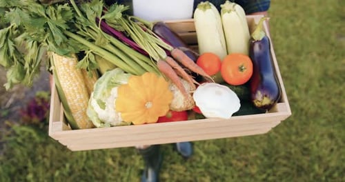 Close-up hands. Male farmer man worker holding box basket of organic nutrition fresh vegetables.