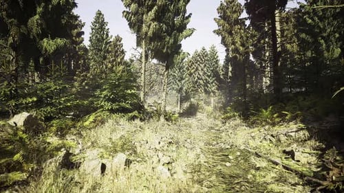 Bright Grassy Plains Extending Towards Distant Wooded Horizon