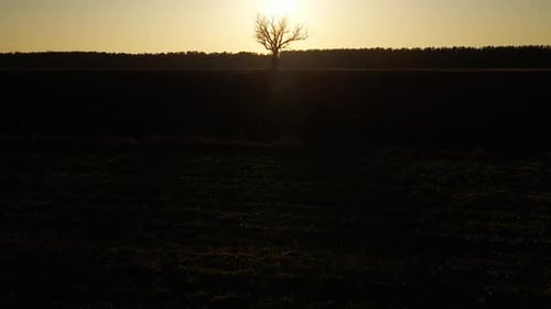 Silhouetted Tree at Sunset Over Open Field