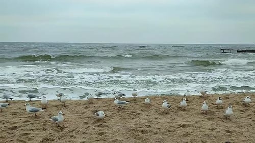 White Sea Gulls Sand Circling Patching Air Beach Seashore Waves Cloudy Weather