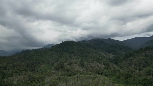 Aerial view plantation and forest in cloudy day