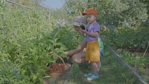 Three Year Old Boy And His Mother Picking Aubergines In The Vegetable Garden 2
