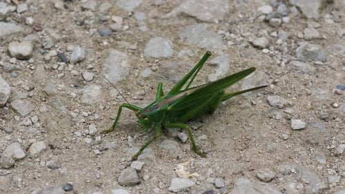 Bright Green Grasshopper Perched on Rocky Ground
