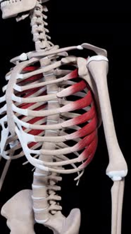 Serratus Anterior Muscle Movement Vertical Video