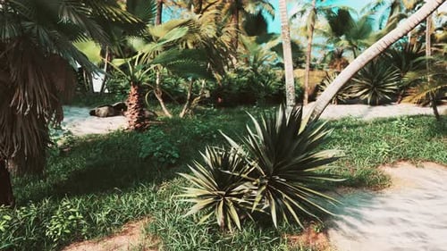 Lush Tropical Landscape with Palm Trees and Sandy Path