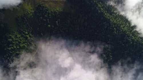 Brouillard dans la jungle