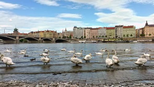 Prague Features Swans on Vltava River Prague Historic Waterfront Scenery with Swans Prague Peaceful