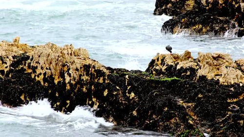 Afrikanischer schwarzer Austernfänger sucht auf Küstenfelsen nach Muscheln oder Würmern