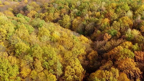 Beautiful autumn. Yellow top trees in forest in fall season. Amazing landscape of autumn colors