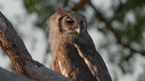 Drowsy nocturnal Eagle owl rests side lit on tree branch on sunny day
