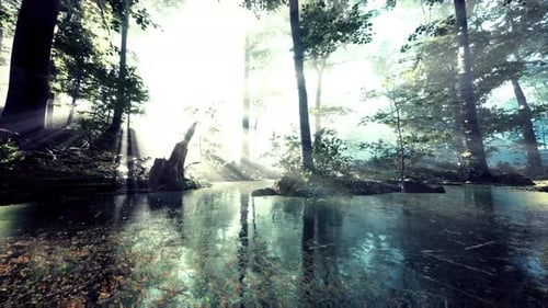 Pond in a Forest with Fog