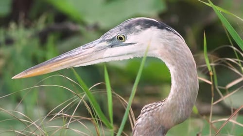 great blue heron bird portrait with windy foliage close up