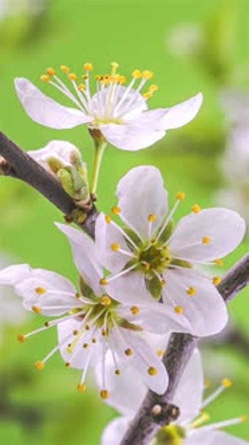 Weiße Blumen, die schnell auf frischem grünem Hintergrund blühen, Frühling, Zeitraffer, vertikal