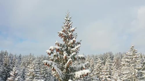 Tall fir tree covered in cones on the background of a snowy forest