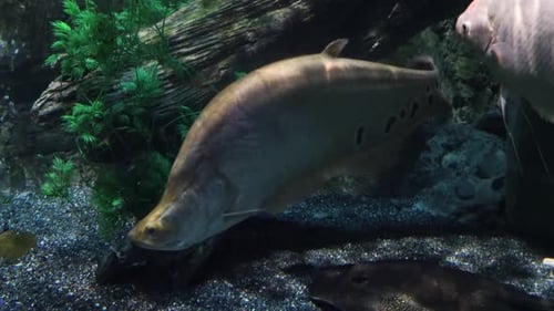 Beautiful Sea Fish in the Aquarium Closeup