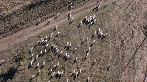 Aerial Drone Shot Flying Over a Flock of Sheep Walking on the Road Cloudy Day Low Altitude Flight