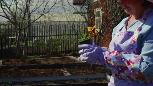 Woman Gardener in Gloves Carrying Flower in Small Pot to Seed Plant in Garden