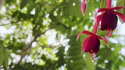 Fuchsia Rufus Blume in der Natur 8