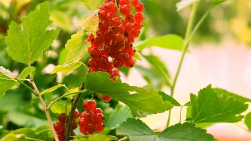 Currants Growing in the Garden Selective Focus