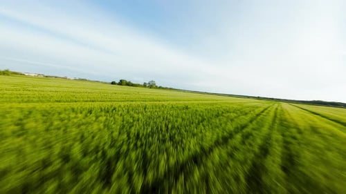 Flying Over The Green Wheat Field
