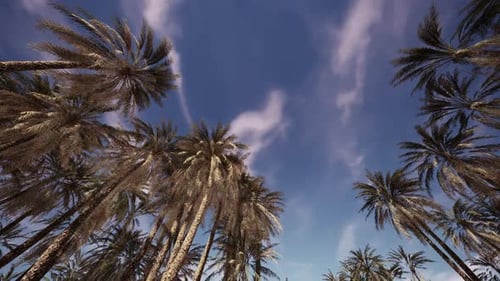Swaying Palm Trees Against Blue Sky