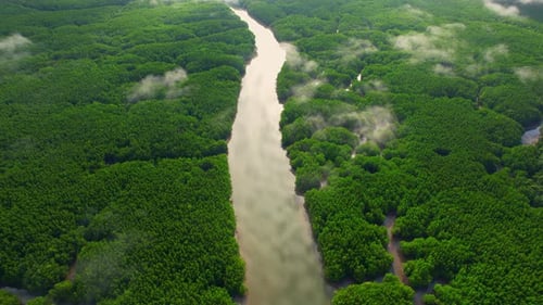 Aerial view over rivers and streams at beautiful large mangrove forests
