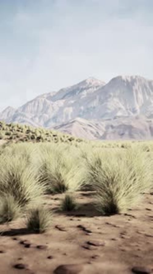 Desert Scene With Background Mountain