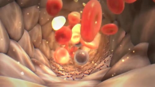 Red blood cells flowing through human vein or artery