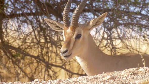 Berggazellenbock in freier Wildbahn