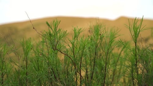 Sarykum est la plus grande dune de sable d'Europe. Réserve naturelle du Daghestan. Dune de sable du Caucase