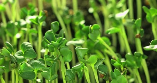 Bright Green Sprouts Grow Lushly in Garden