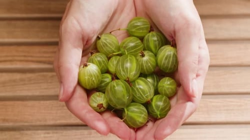 Green Organic Berries Gooseberries Traditional Russian Berries Gooseberry Closeup Background From