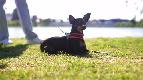 Happy Dog Lying and Standing on Green Grass