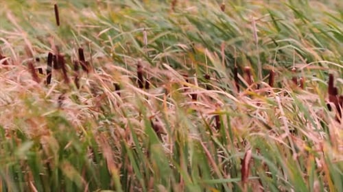 Cattail reeds in shallow marsh are blown around in a strong wind