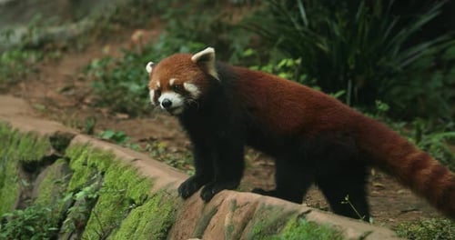 Red Panda Walking On Stone Wall In Nature