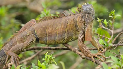 Green Iguana close up shot in Costa Rica