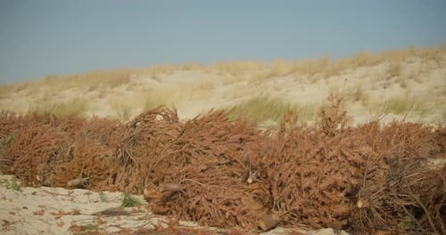 Discarded Christmas Trees on a Beach