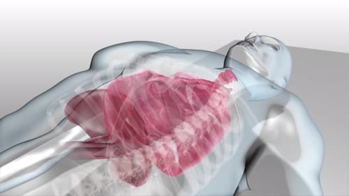 3D Animation of Human Torso with Breathing Lungs