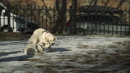 Dogs Playing In The Park Fighting In Slowmotion