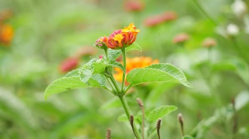 A close-up of a flower