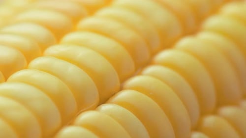 Closeup view of fresh sweet corn on the cob