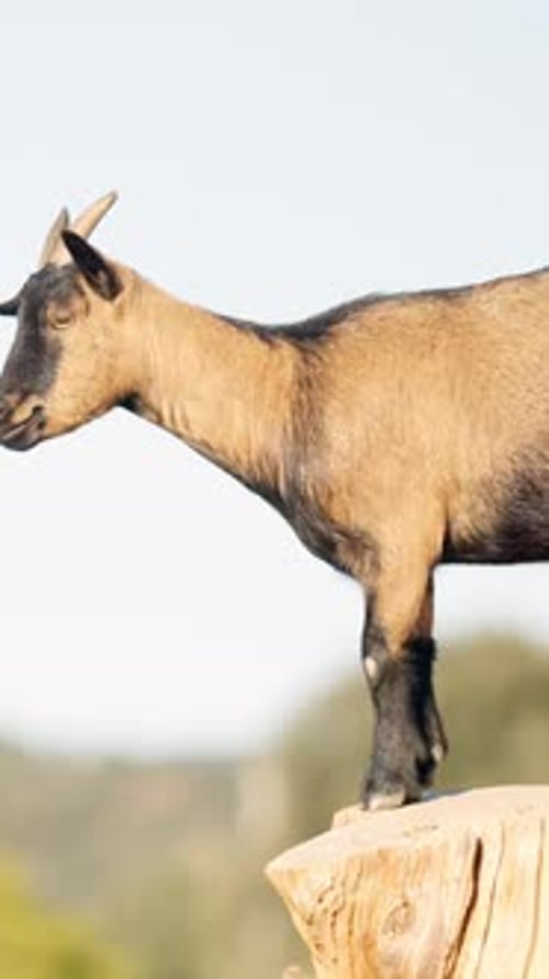 Goat Standing on a Tree Stump Outside