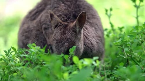 Ein Mareeba Rock Wallaby, das Blätter frisst. Das Mareeba Rock Wallaby ist eine seltene Wallaby-Art
, die in