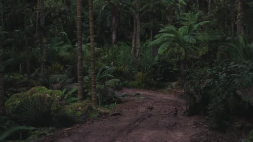 Sendero forestal pintoresco rodeado de exuberante vegetación en horas crepusculares