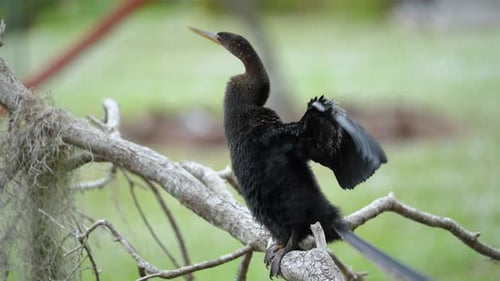 A Big Anhinga Bird Resting on Tree Branch in Florida Wetlands