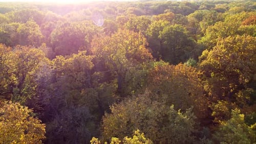 Landscape View Treetops with Yellow Leaves on Bright Sunny Day